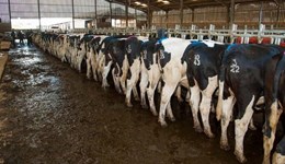 Denbighshire: Heat detection for better fertility